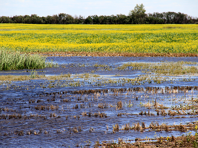 The recent stretch of warm, dry weather has helped crops to recover some from the cool, wet conditions of late spring and early summer, such as the heavy rains that hit earlier in July in southeastern Saskatchewan. (DTN photo by Elaine Shein)